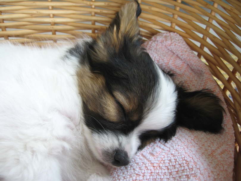 Schlfchen vor der groen Reise.