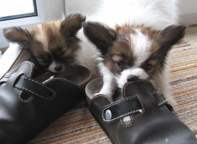 Aber Adi sagt, wir werden Schuster.