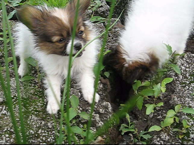 berall steckt sie die Nase rein.