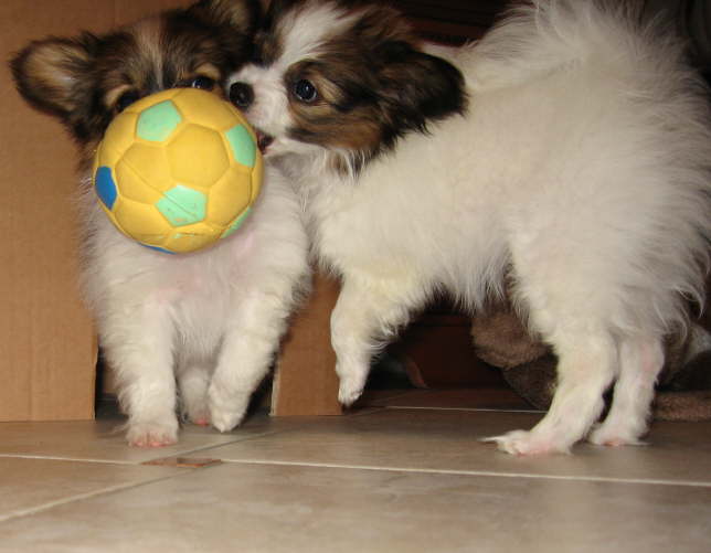 Soll ich dir den Ball abnehmen?