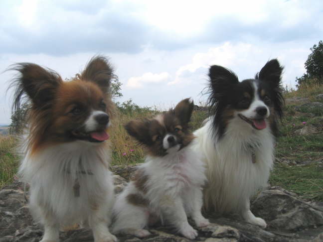 Drei Glcksbringer auf einem Ausflug.