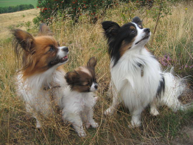 Ich berleg noch was Herrchen sagt.