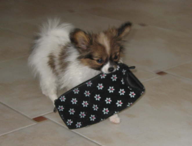 Die Tasche macht Frauchen auf.