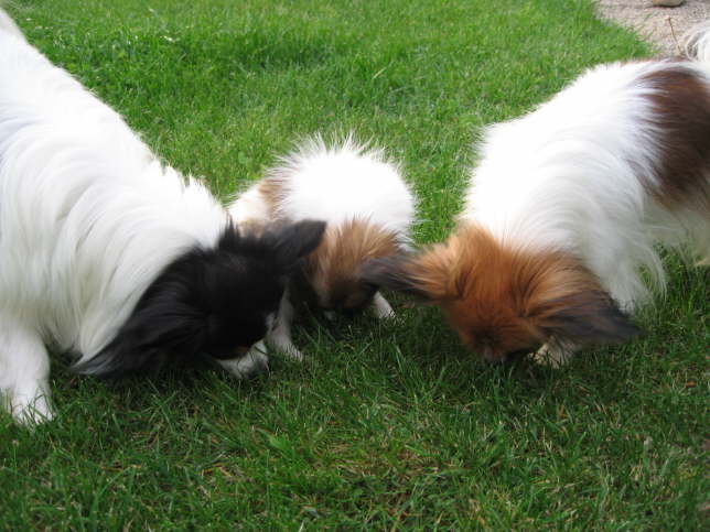 Wer findet das Leckerchen zuerst?