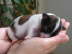 Adelina 8 Tage