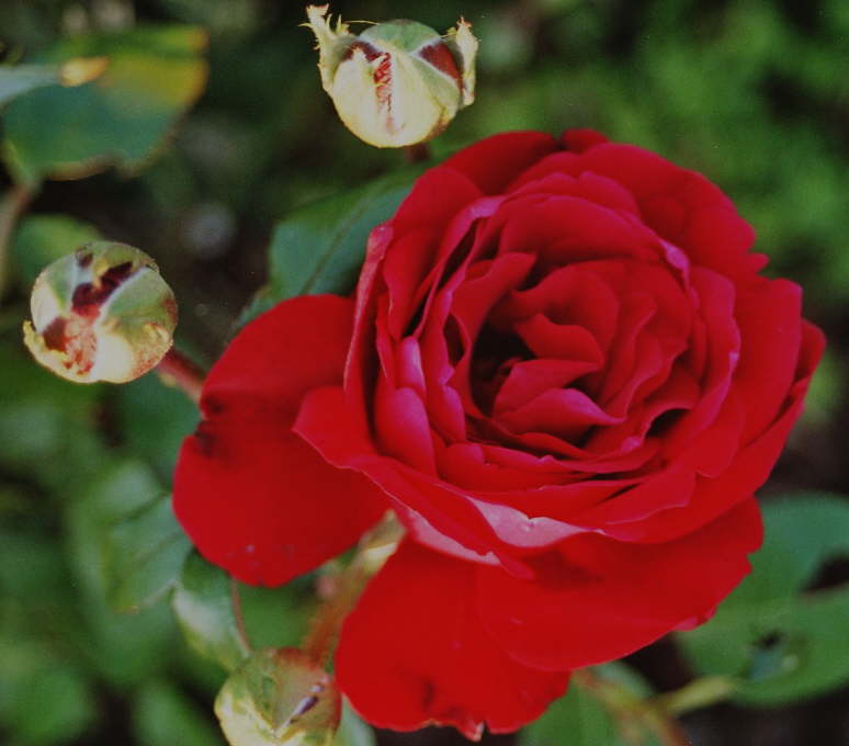 Druschki Rubra