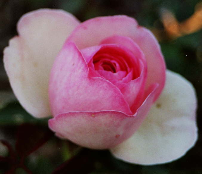 Edenrose