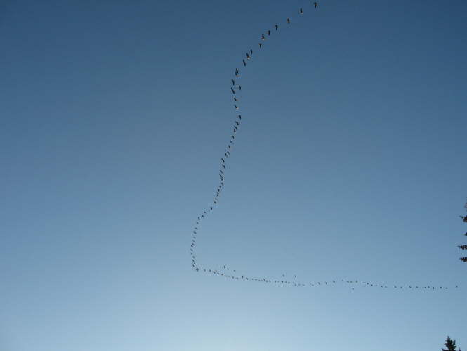 Vogelflug