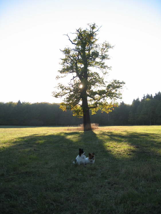 Herbstsonne