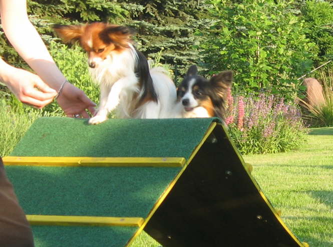 Neo nimmt jede Hrde, um bei Elisa zu sein