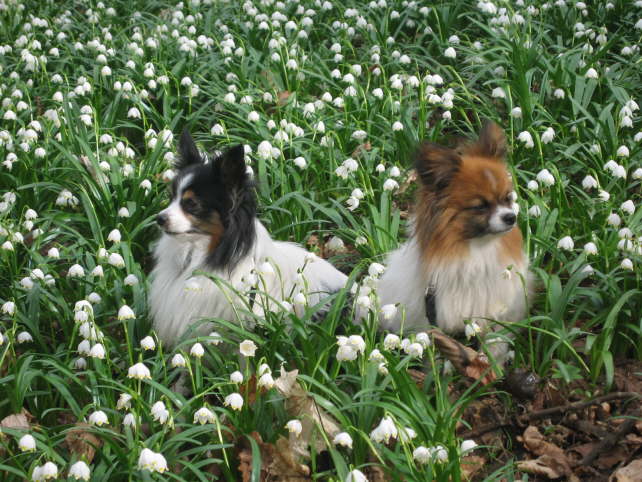 M�rzenbecher am Gegenstein