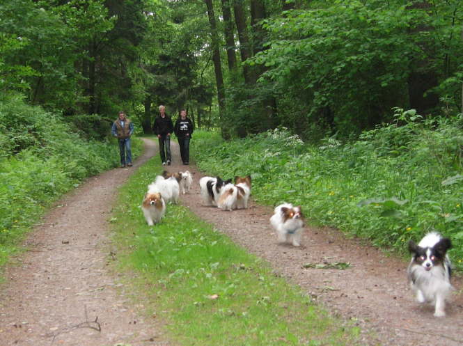 "Ungeheuer" im Wald