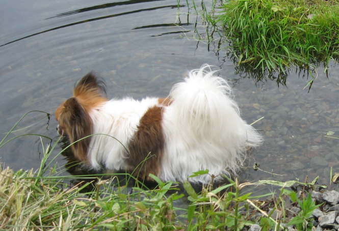 Tilli
