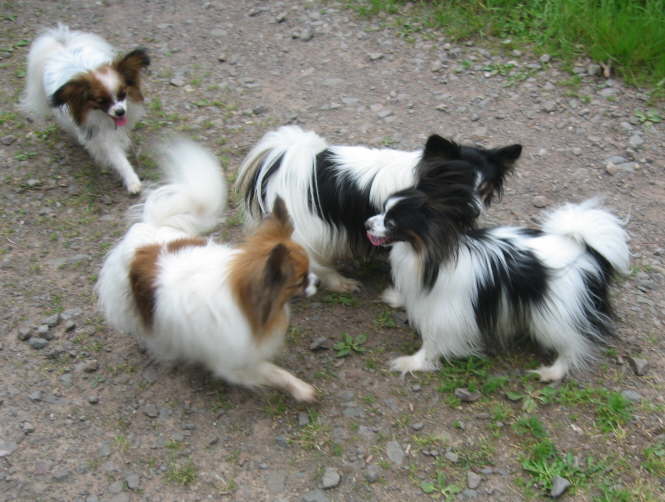 Gewusel