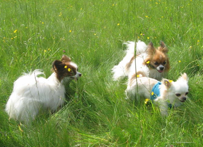 Alina, Tilli und Enzo