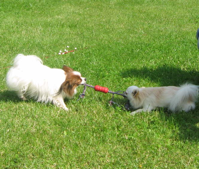 Wer ist der Strkere?