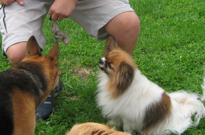 aber andere Hunde so nah nicht.