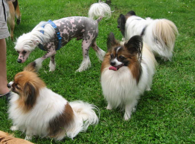 Tilli fand die vielen Leckerchen toll