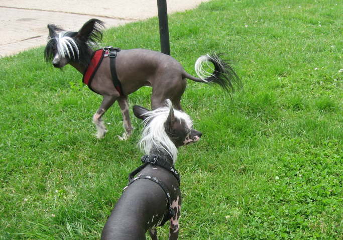 Und ganz viele, liebe Schopfis kamen.