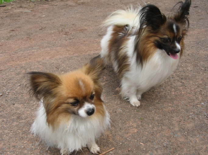 Tillie traf ihren alten Kumpel 