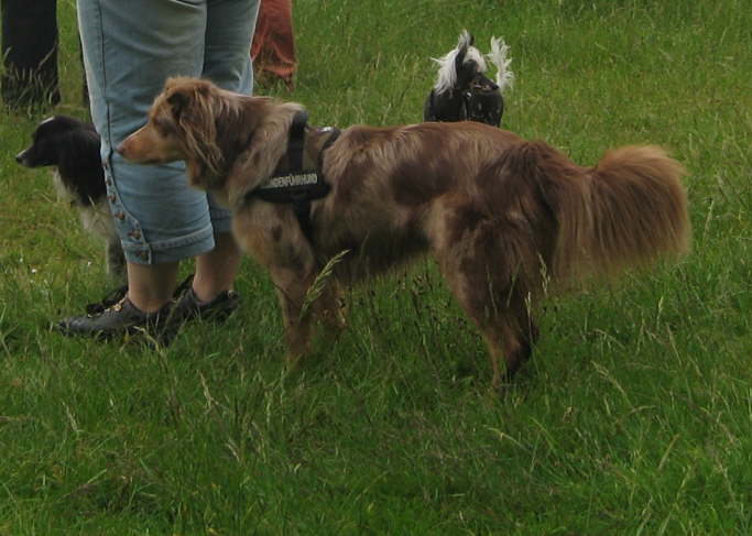 Kim, Blaze und Monty