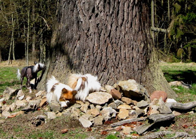 irgend etwas hat sich hier versteckt