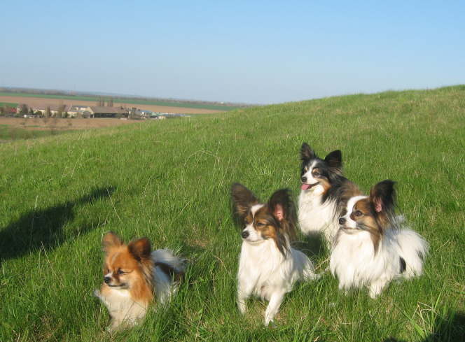 Tilli, Berry, Neo und Boomer