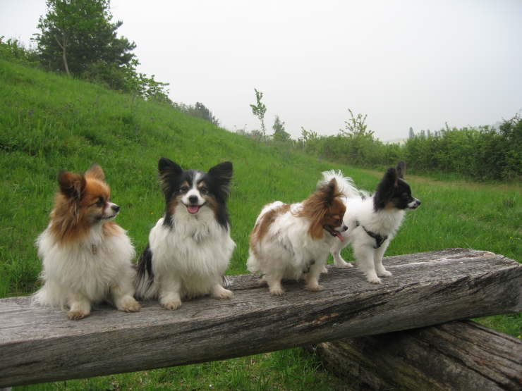 3 Kolibris und ein Glcksbringer