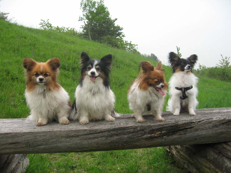 alle verstehen sich gut