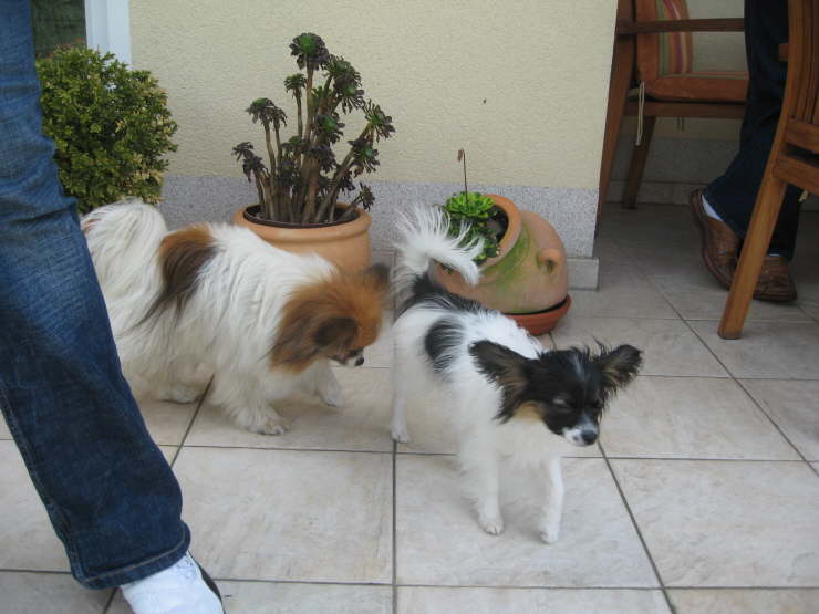 Tilli und Bella