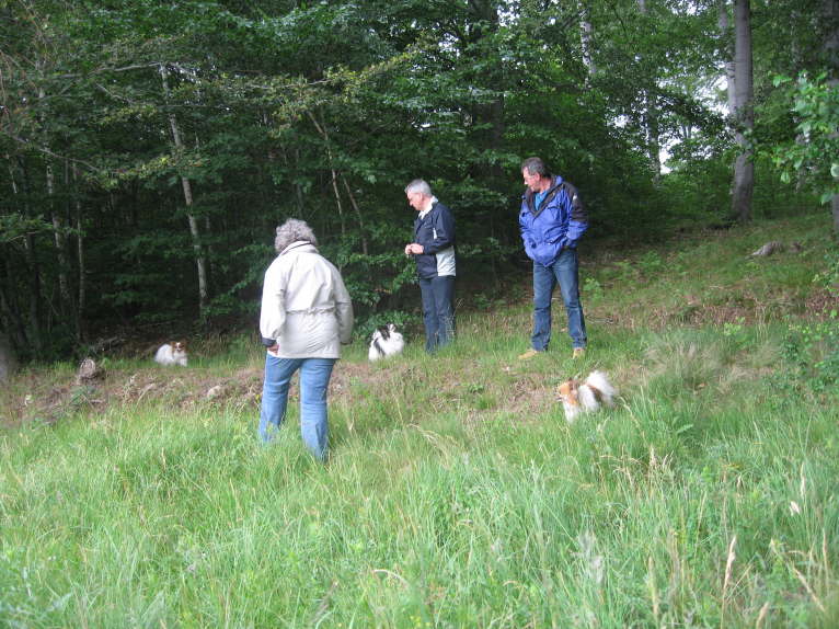 Spaziergang bei Allrode