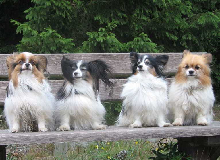 Alex, Colin, Neo und Tilli