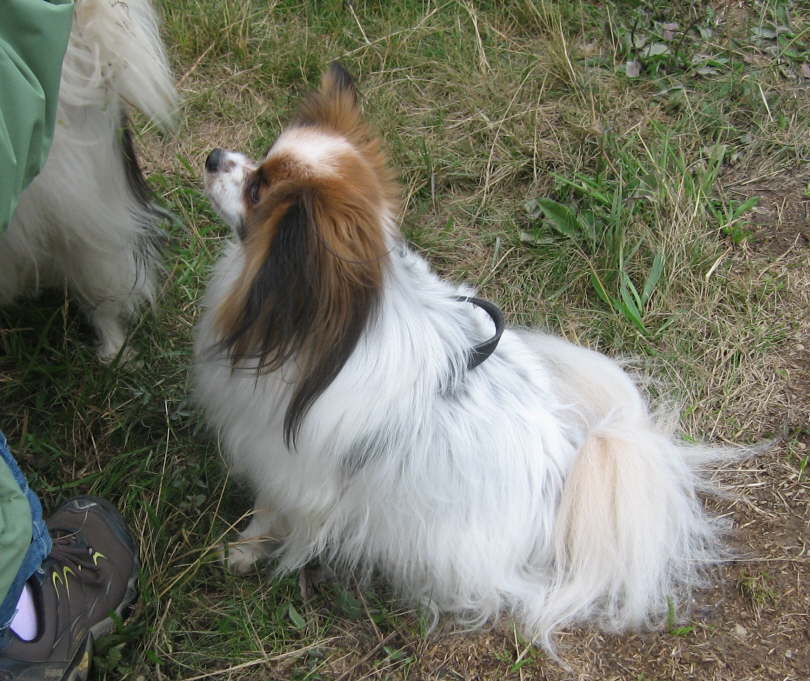 Alex