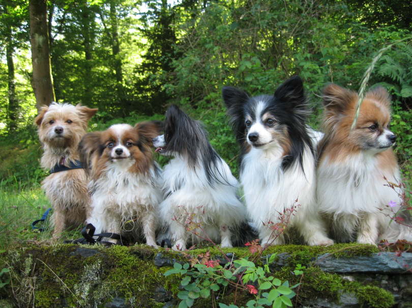 Goldy, Alex, Colin, Neo, Tilli