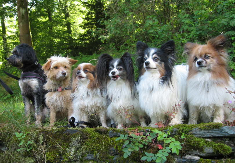 Nena, Goldy, Alex, Colin, Neo, Tilli