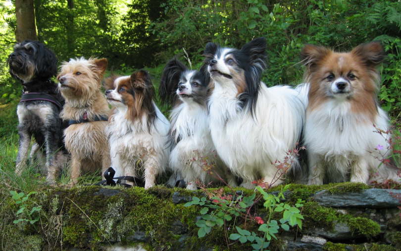 Nena, Goldy, Alex, Colin, Neo, Tilli