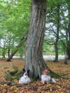 unter Hainbuchen