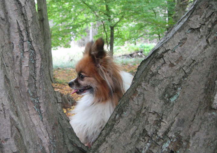 Tilli 2012