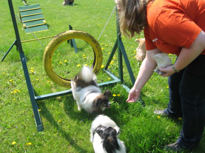 Agility mit Wenke