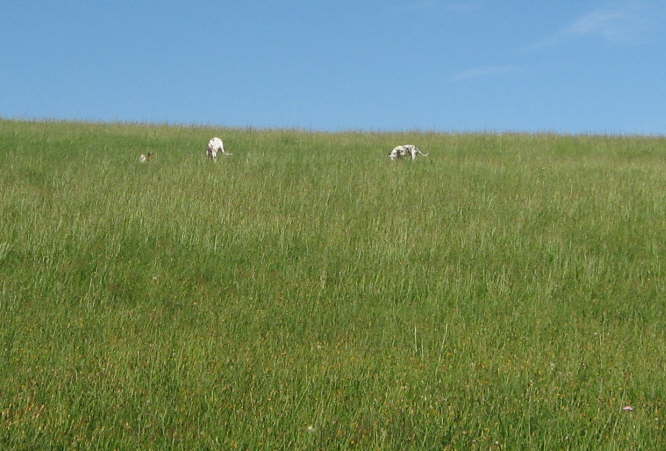 Die Groen buddeln so tolle Lcher.