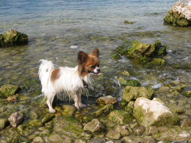 Das Wasser ist toll.