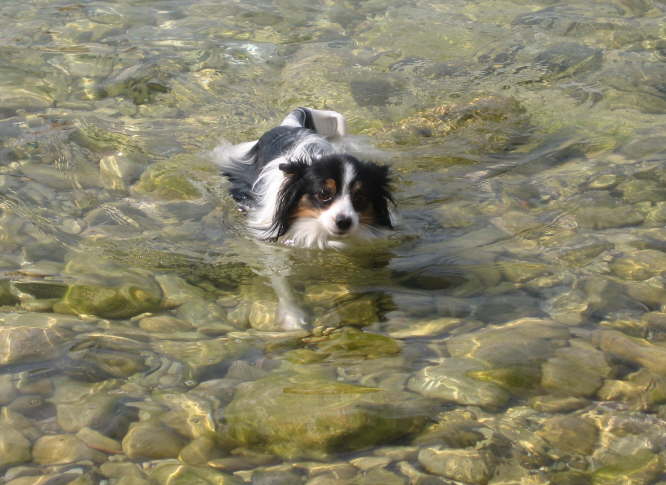 Endlich festen Boden unter den Pfoten!