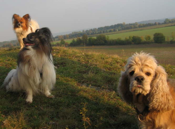Tilli, Pelle und Timmy
