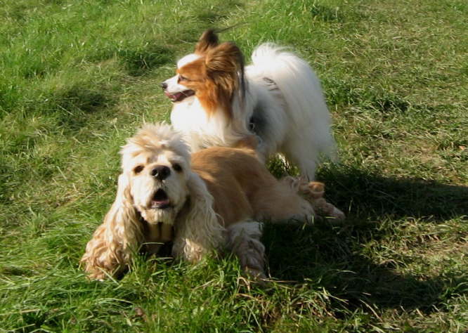 Happys gro�e Liebe.