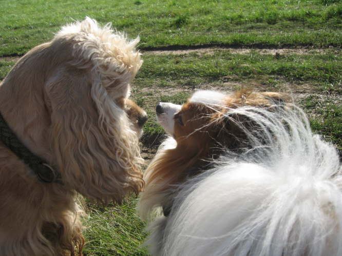 Komm gib K��chen.