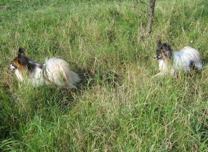 Pelle wird neugierig.