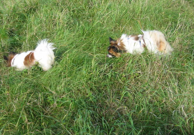 Kr�mel�s alte u. neue Leidenschaft.