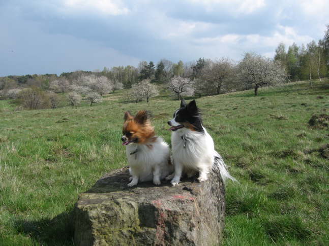 Vielleicht k�nnen wir ihn von hier sehen.