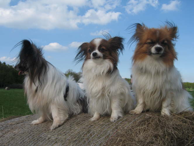 3 Generationen