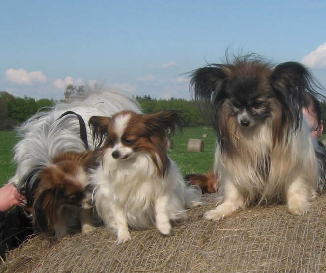 Alex, Alina und Pelle